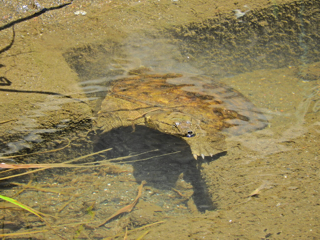 スッポンぽん・・・でも暑いのじゃ～