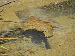 スッポンぽん・・・でも暑いのじゃ～