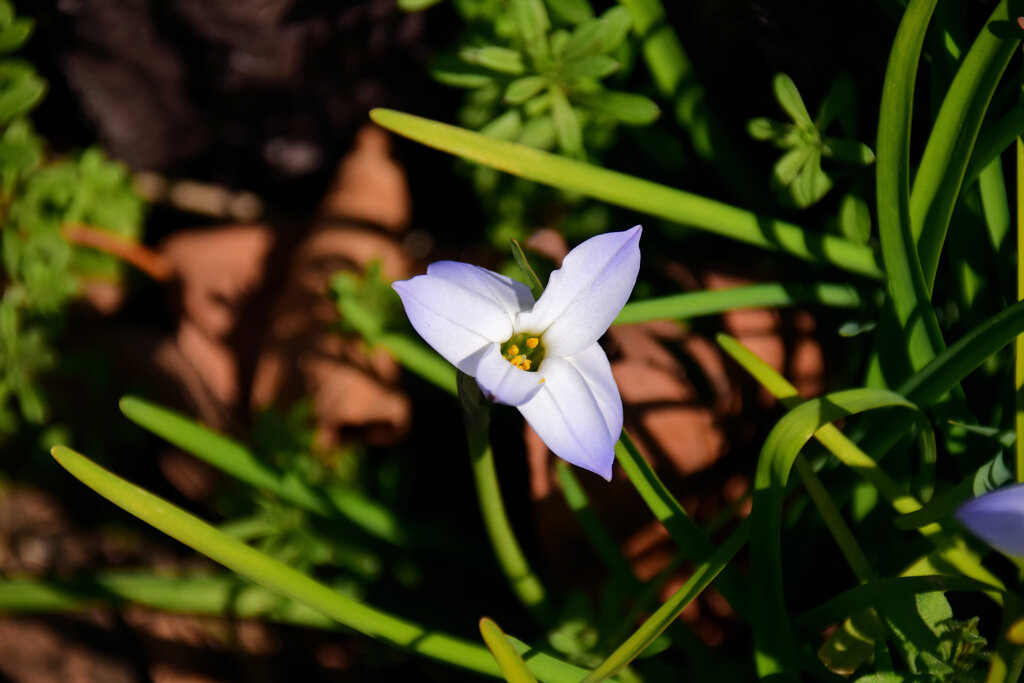 花韮　（ハナニラ）　３