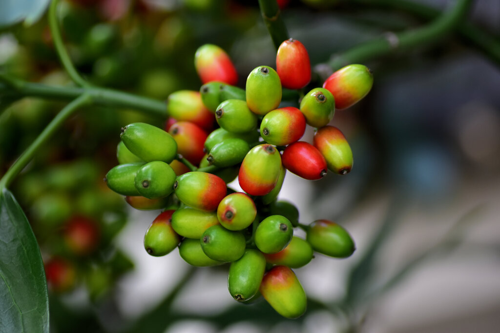 洋服の靑木ではありません　植物の靑木　実です　４