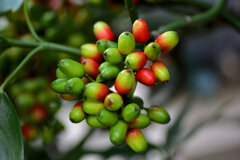 洋服の靑木ではありません　植物の靑木　実です　４