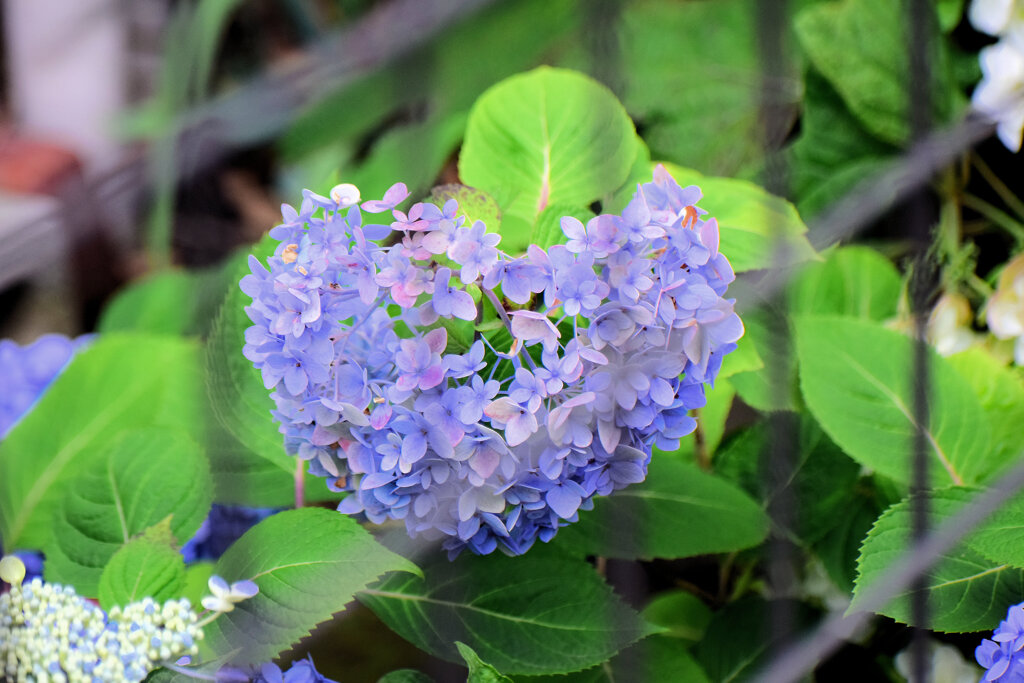 捕らわれた私の♡　紫陽花　