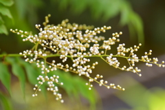 庭七竈(ニワナナカマド)　珍至梅（ちんしばい）　２