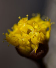 山茱萸 （さんしゅゆ） 春黄金花（はるこがねばな）２
