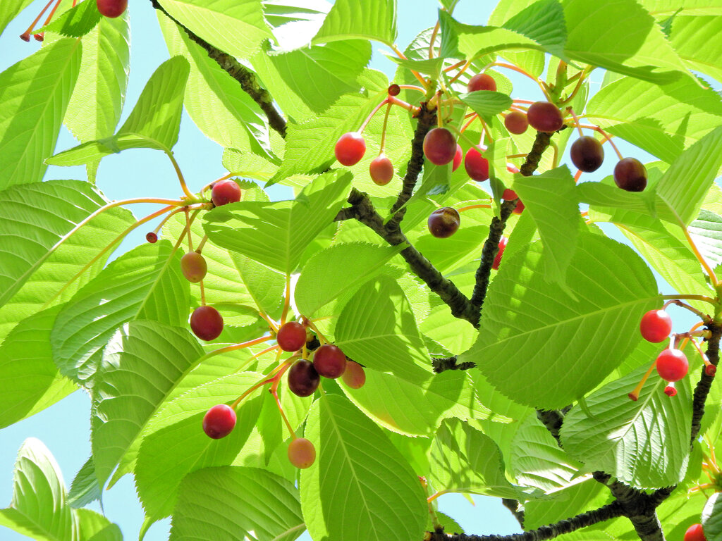 河津桜の実　６