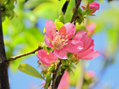 花梨 （かりん）　３