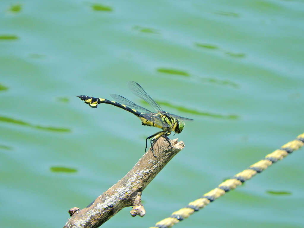 ウチワヤンマ　４