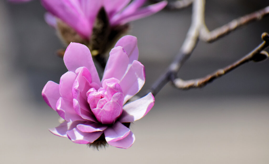 シデコブシ（四手辛夷、幣辛夷、四手拳）【ヒメコブシ（姫辛夷）】１０