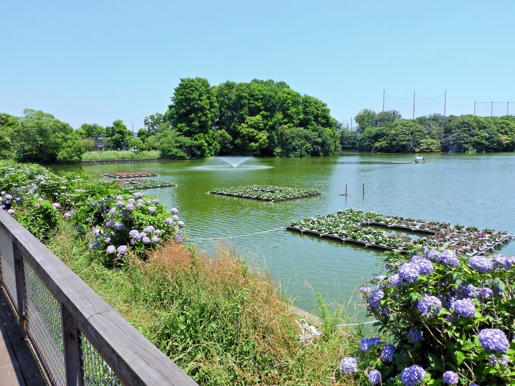 川崎市　等々力緑地公園・・釣り堀池　ハナイカダ　１