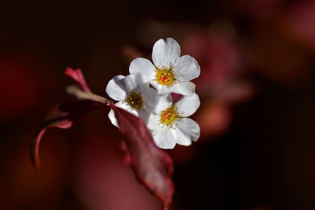 紅葉しながら花咲かす　ユキヤナギ　２