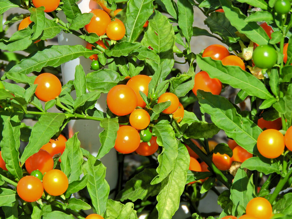 冬珊瑚の実　５