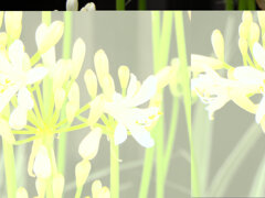 アガパンサス　白花　３