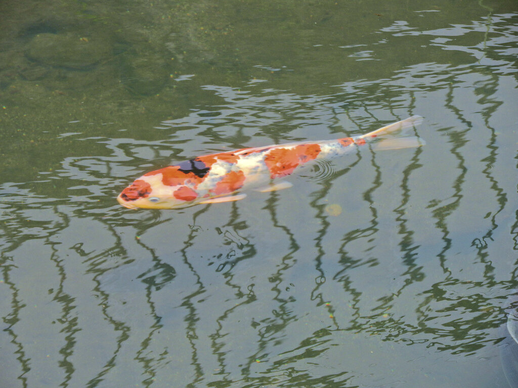 矢上川で錦鯉　３