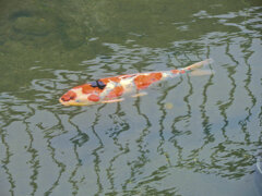 矢上川で錦鯉　３