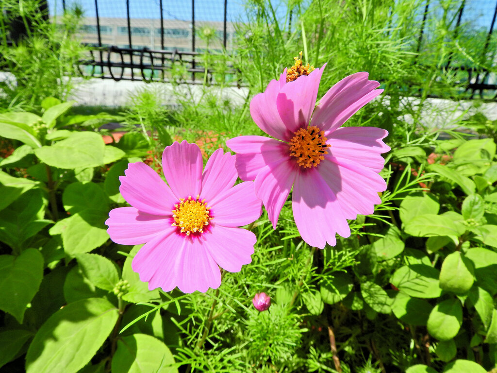 早くも秋桜