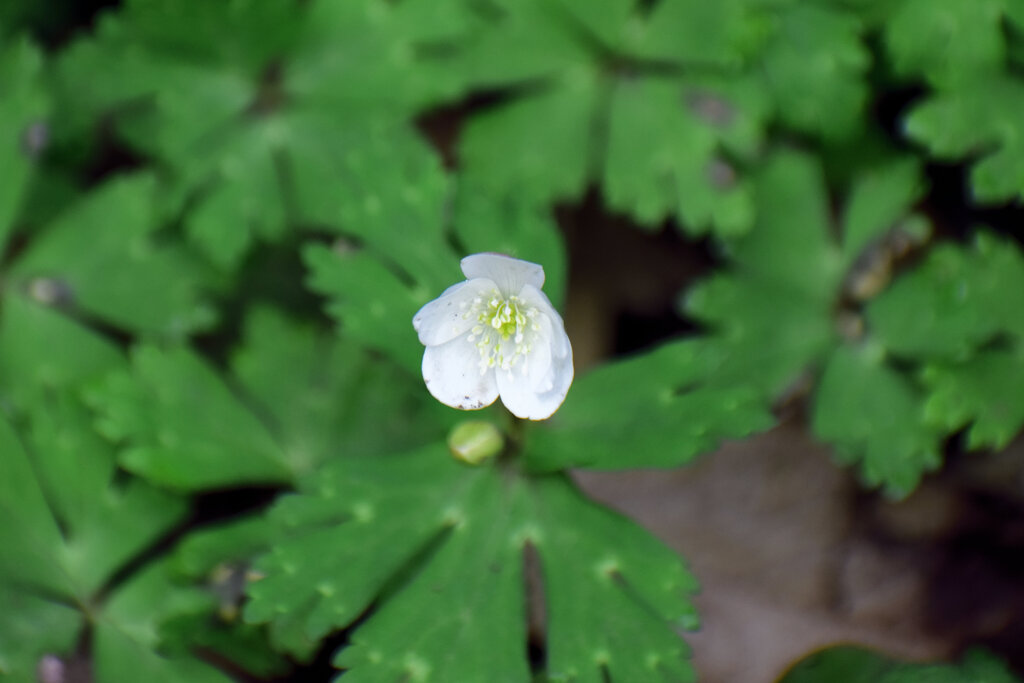 二輪草 （にりんそう）１