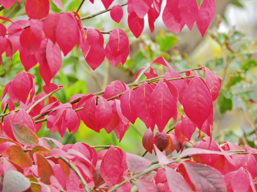 錦木の紅葉　３