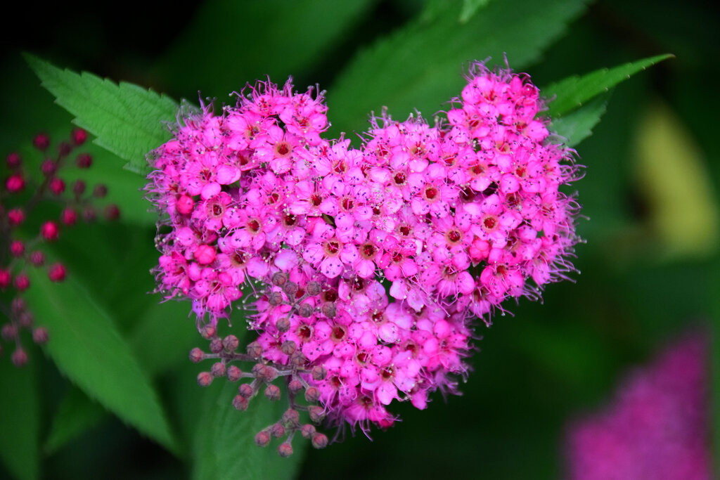 下野 （しもつけ）   (Japanese spiraea)　❤️