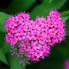 下野 （しもつけ）   (Japanese spiraea)　❤️