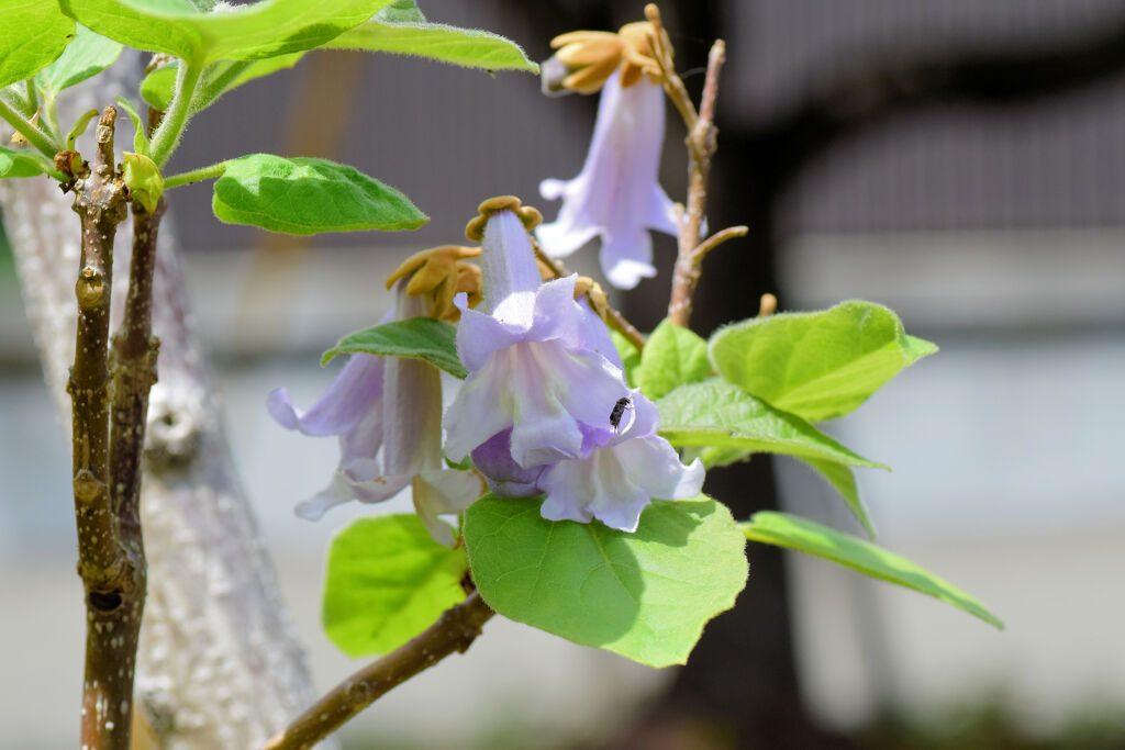 桐の花　１