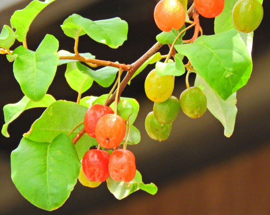 夏茱萸っすぅ　３