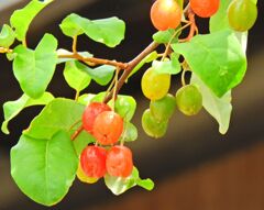 夏茱萸っすぅ　３