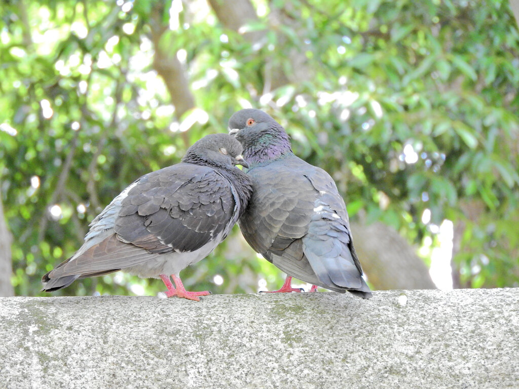 等々力緑地公園で森の鳥居の上で鳩がイチャイチャ♡１