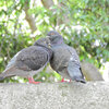 等々力緑地公園で森の鳥居の上で鳩がイチャイチャ♡１