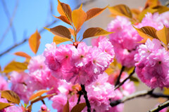 八重桜の♡を探して・・・２