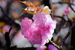 八重桜の♡を探して・・・３