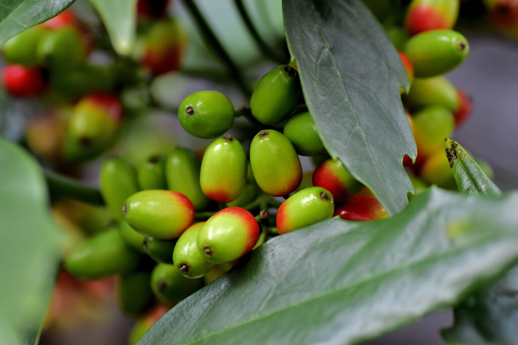 洋服の靑木ではありません　植物の靑木　実です　７