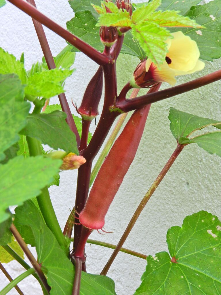 赤オクラの花と実