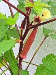 赤オクラの花と実