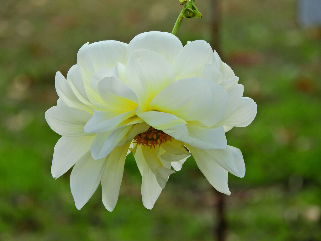 八重咲き皇帝ダリア白花　１