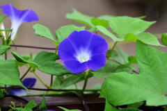 あさがおぉ～　２