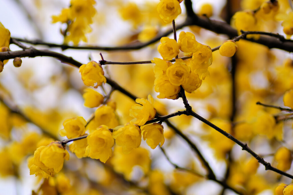 蝋梅を綺麗と思えない隣人がいる・・・９