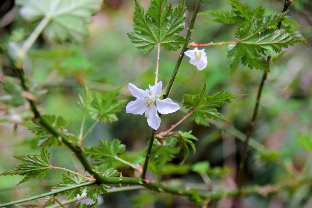 里山で　モミジイチゴの花　２