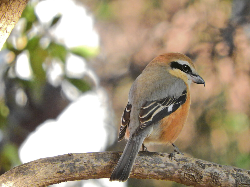 やっと出合えたモズ君６