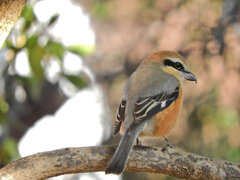 やっと出合えたモズ君６