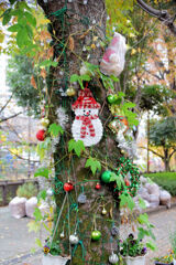 二ヶ領用水路・・武蔵小杉付近・・樹木にクリスマス１