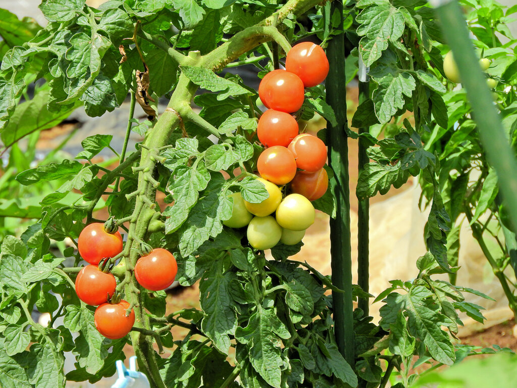 レンタル農園でミニトマト　５