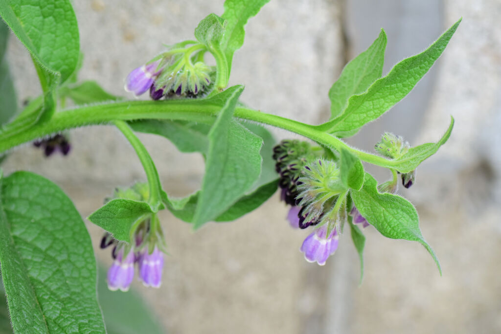 コンフリー   鰭玻璃草、領巾張草（ひれはりそう）１