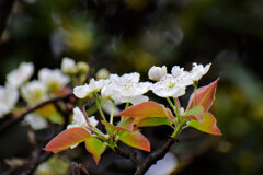 近所のお宅の　ヤマナシ [山梨] の花　４