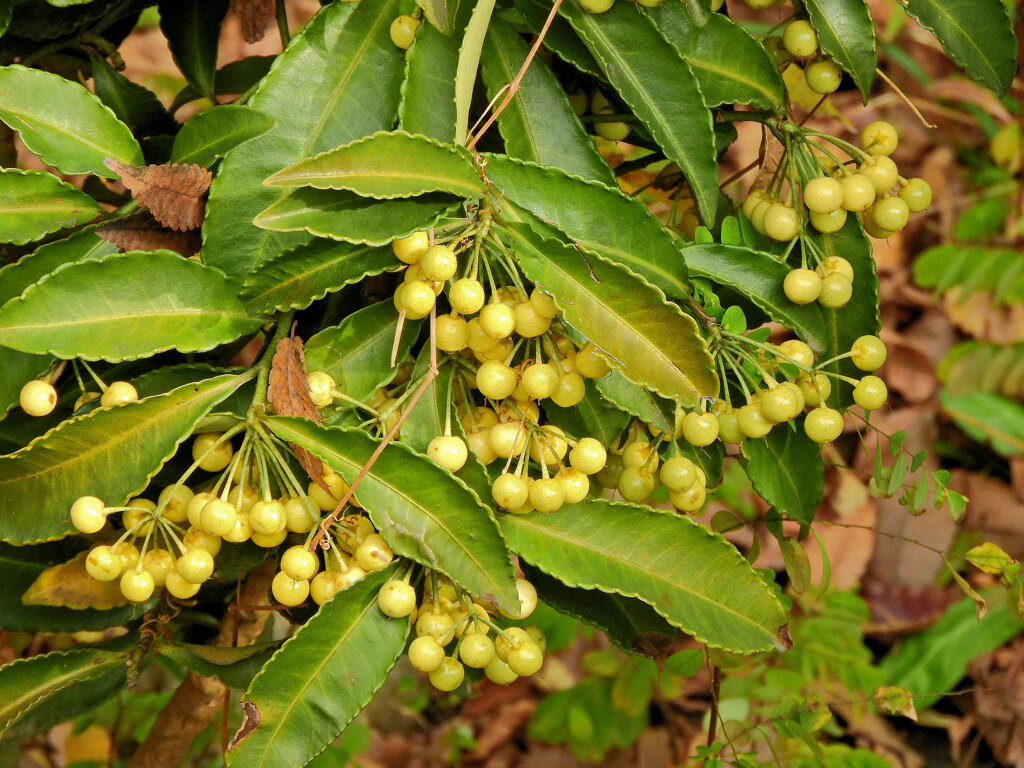 「白実の万両」 （しろみのまんりょう）　６