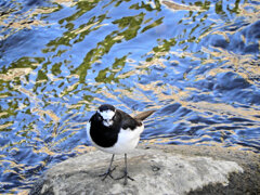 セグロセキレイ　１０