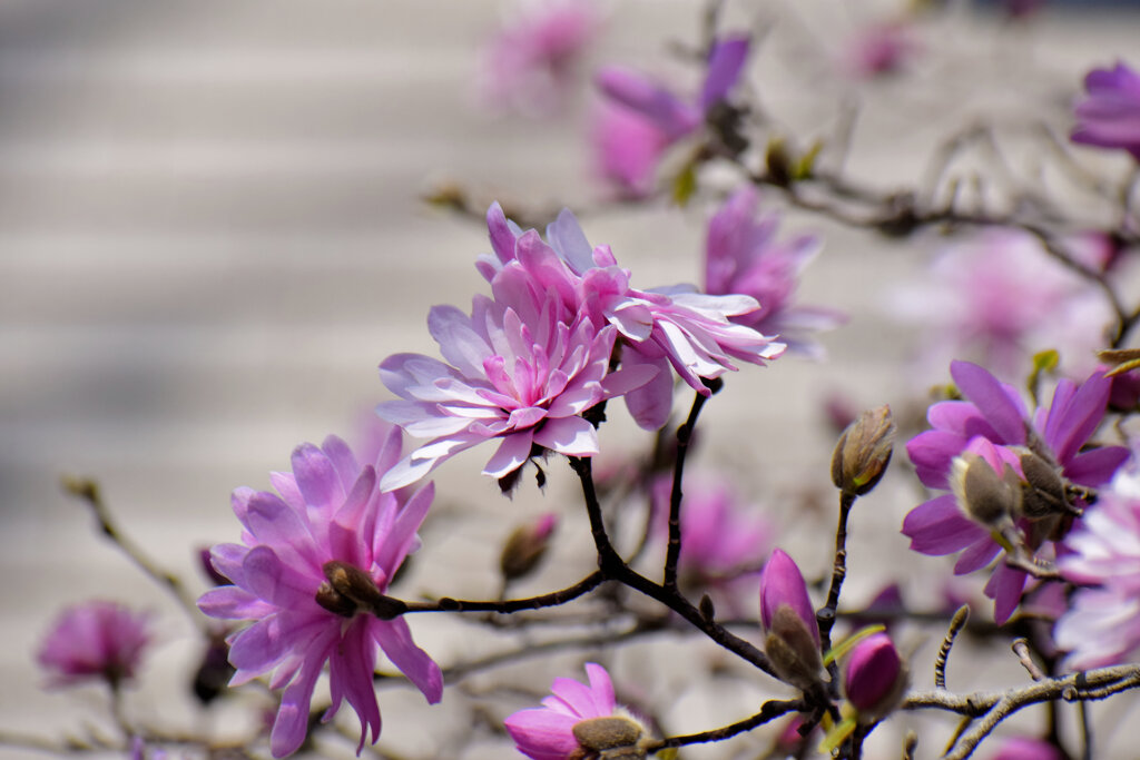 シデコブシ（四手辛夷、幣辛夷、四手拳）【ヒメコブシ（姫辛夷）】６
