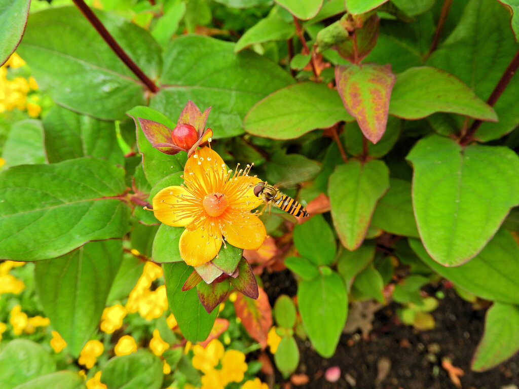 コボウズオトギリ（小坊主弟切）２