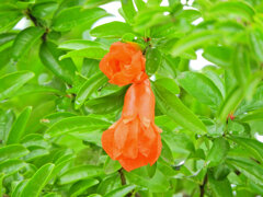 石榴の花　１