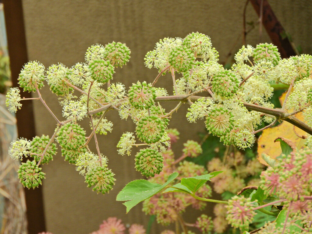 独活の花　実　１