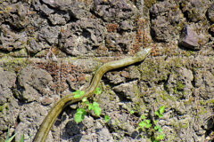 ヘビーにつき閲覧注意！　